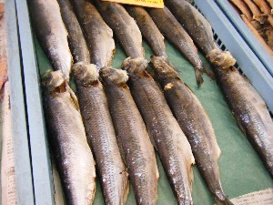 20090307 ���T�̔����ł�_33