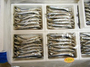 20090307 ���T�̔����ł�_38