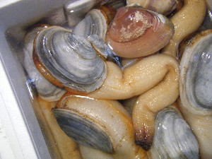20090307 ���T�̔����ł�_43