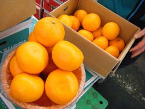 2009/02/21 ���薡�X������_7