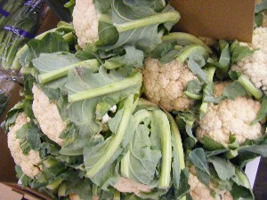 2009/02/21 ���薡�X������_9