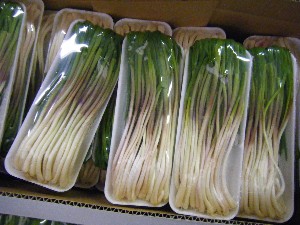 2009/02/21 ���薡�X������_11
