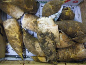 2009/02/21 ���薡�X������_12