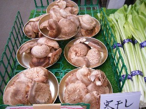 20090321 ���T�̔����ł�_3