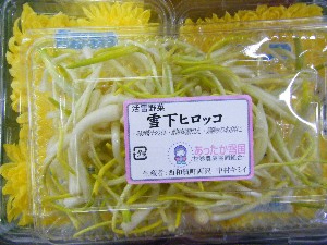 20090321 ���T�̔����ł�_20