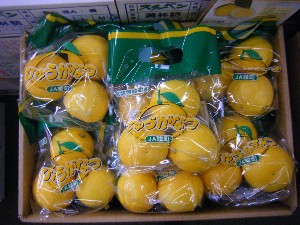 20090321 ���T�̔����ł�_25