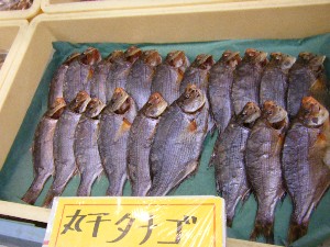 20090321 ���T�̔����ł�_29
