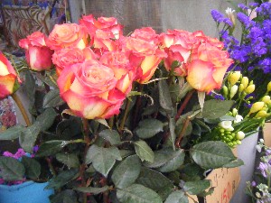 20090328 ���T�̔����ł�_6