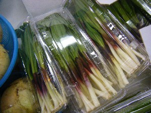 20090328 ���T�̔����ł�_9