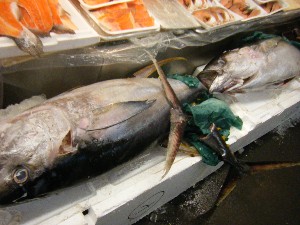 20090328 ���T�̔����ł�_13