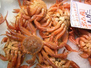 20090328 ���T�̔����ł�_17