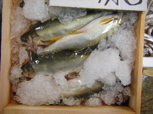 20090328 ���T�̔����ł�_20