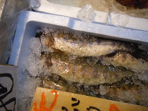 20090328 ���T�̔����ł�_22