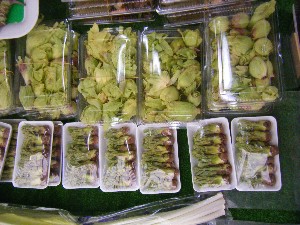 20090404 ���T�̔����ł�_3
