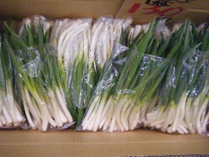 20090404 ���T�̔����ł�_15