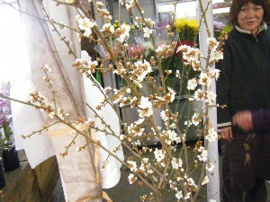 20090412 ���T�̔����ł�_6