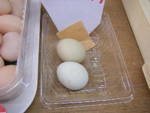 20090412 ���T�̔����ł�_8