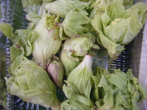 20090412 ���T�̔����ł�_10