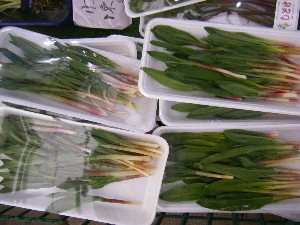20090412 ���T�̔����ł�_11