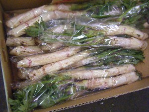 20090412 ���T�̔����ł�_32