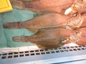 20090412 ���T�̔����ł�_42
