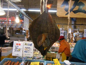 20090412 ���T�̔����ł�_43