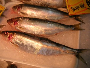 20090412 ���T�̔����ł�_44