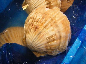 20090412 ���T�̔����ł�_56