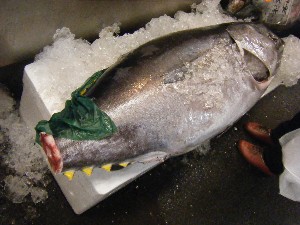 20090412 ���T�̔����ł�_58