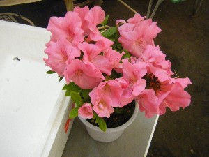 2009/04/11 �ڂ��؂̎�����_5