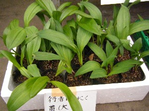 20090418�@�˓c�v����́@��񂱂��΂̎�����_10
