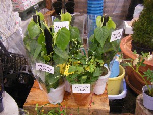 20090418�@�˓c�v����́@��񂱂��΂̎�����_32
