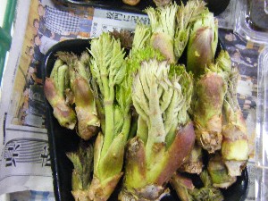 2009/04/26 ���T�̔����ł�_6