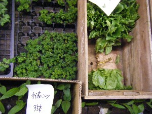 2009/04/26 ���T�̔����ł�_20