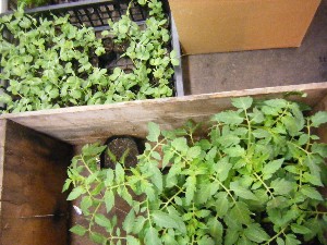 2009/04/26 ���T�̔����ł�_21