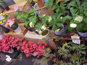 2009/04/26 ���T�̔����ł�_22