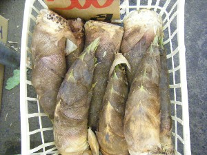 2009/04/26 ���T�̔����ł�_24