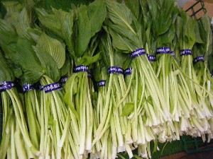 2009/04/26 ���T�̔����ł�_25