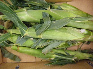 2009/04/26 ���T�̔����ł�_29
