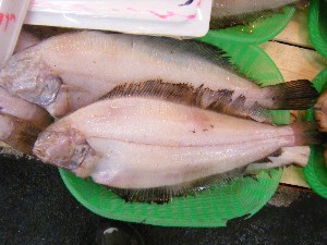 2009/04/26 ���T�̔����ł�_44