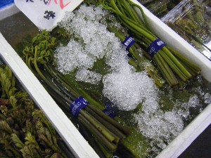2009/05/09 ���T�̔����ł�_4
