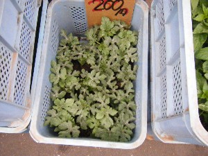 2009/05/09 ���T�̔����ł�_7