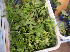 2009/05/09 ���T�̔����ł�_9