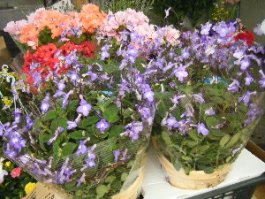 2009/05/09 ���T�̔����ł�_19
