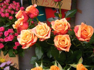 2009/05/09 ���T�̔����ł�_20