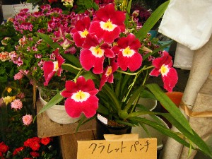 2009/05/16 ���T�̔����_9