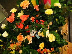 2009/05/16 ���T�̔����_10