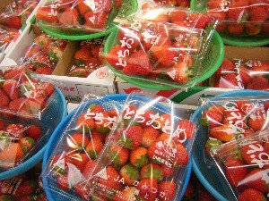 2009/05/16 ���T�̔����_21