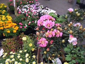 2009/05/16 ���T�̔����_32