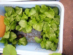 2009/05/23 ���T�̔����ł�_4